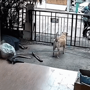 忘记给狗狗准备午饭于是帮它点了个外卖，没想到被外卖小哥给暖到了