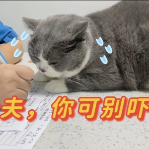 老年猫体检，发现大问题！医生：就是吃得太好了！