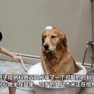 泰国一只金毛耐心地坐在盆里 让四岁的小主人给自己洗澡