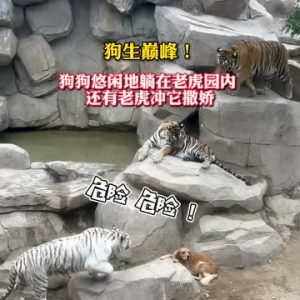 山东一动物园里狗在虎区淡定休息，园方：老虎是狗妈妈带大的