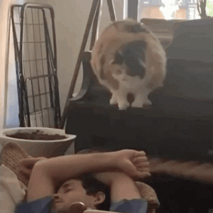“凌晨4点，我被猫砸吐血了…”