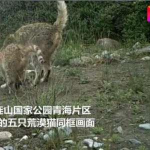 可可爱爱“小猫咪”，竟然是国家一级保护动物！