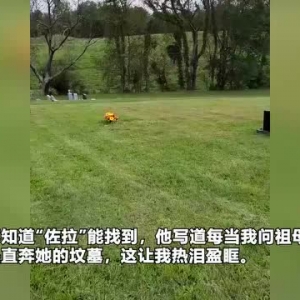 爱从未消失！美国一只狗子准确在墓地中找到4年前去世主人的坟墓