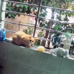 流浪猫不吃不喝盯着屋内，大家都满脸问号，了解情况后被感动了