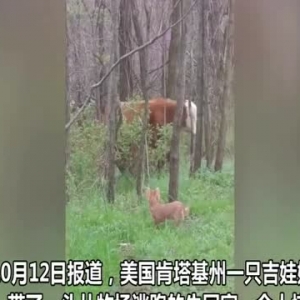 美国一只吉娃娃外出遛弯带回一头从牧场逃跑的牛