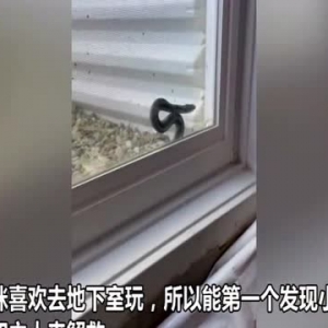 热心猫咪带领主人解救被困动物 主人过去发现是蛇被卡住