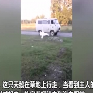 心都化了！天鹅大声叫喊扑扇翅膀欢迎主人回家