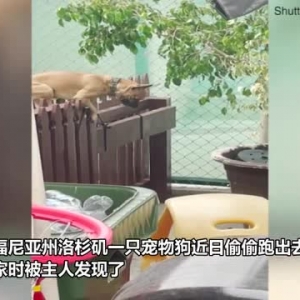美国一只狗偷溜回院子时被主人发现 自己主动关进笼子里“思过”