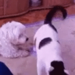 猫咪也会放屁吗？为啥我从来没听到过…