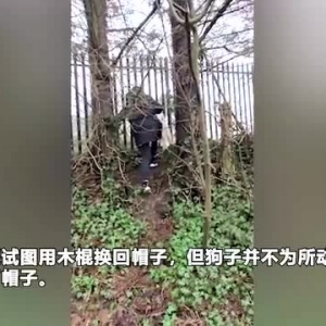 顽皮狗子跳起来叼走主人的帽子 与其玩耍打闹
