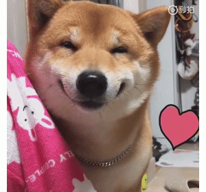 敢养柴犬的人，都是勇士！敢养柴犬的人，都是勇士！