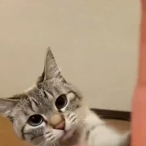 这只爱跟人击掌的猫咪火了！这也太太太太会撒娇了吧！