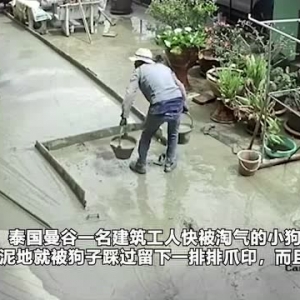 建筑工人很生气！泰国一只淘气狗子在还没凝固的水泥地上反复踩踏