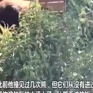 美国加州一只熊闯入居民家 趴橱柜上偷吃炸鸡