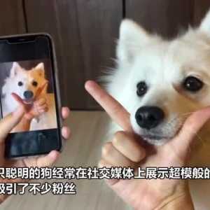 超模狗！日本一只宠物狗能完美重现各种拍照姿势