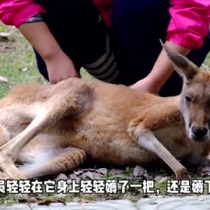 强冷空气将袭，看看动物们的“冬装”长啥样？