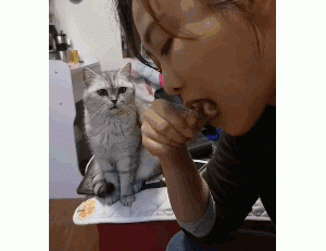 猫自尊心太强，是一种什么样的体验？