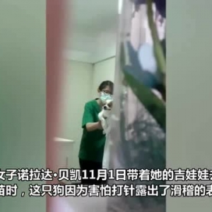 泰国一只宠物狗打狂犬疫苗时因害怕露出滑稽表情