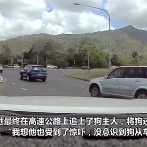澳大利亚一只狗从快速行驶的汽车中飞出来摔在路上