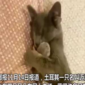 土耳其一只小猫天生有四只耳朵 形象可爱在网上走红
