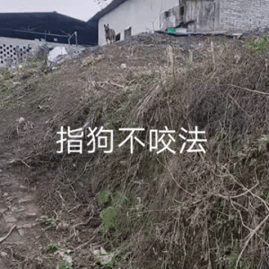有趣！四川一男子用祖传“指狗不咬法”，吓退5条拦路狗