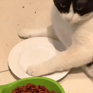 极致优雅！来看自律的猫咪如何用膳