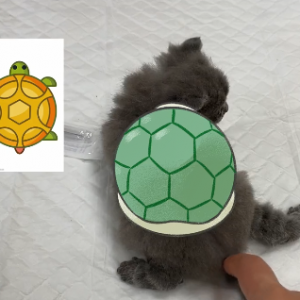 幼猫不排便主人带去就医，医生只开了一剂药：效果很不错