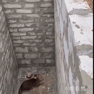 俄罗斯一只孟加拉猫跌下2米深坑，当主人拿来梯子后，猫却凭跳跃力逃出