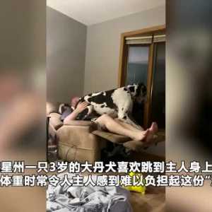沉重的爱！美国一只大丹犬把自己当宝宝 150斤还跳到主人身上求抱抱