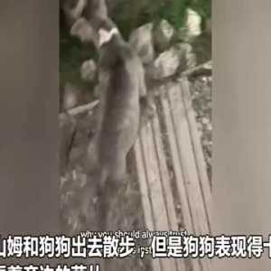 网友带爱犬散步狗狗突然不安 结果路边出现一只小狮子