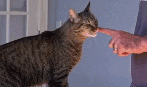 冷知识：猫越秃越爱你？！