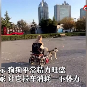 女子吊鸡腿让哈士奇拉车跑，主人：精力太旺盛，防止它拆家