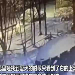 俄罗斯一饥饿野狼闯入小镇袭击宠物狗 并将其吃掉