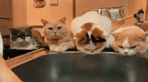 猫咪监督员上岗啦！4只胖猫猫排队监督铲屎官洗碗：别偷懒，洗干净！