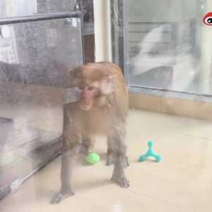 贵阳猴子闯入居民家中“打砸”，抢走宠物玩具