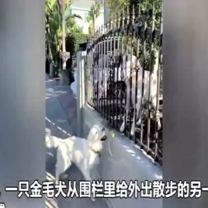 浪漫！美国一只金毛犬每天给散步的“女友”送一个网球