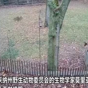 美国一狗狗在后院赶走母鹿 却转身遭到公鹿袭击