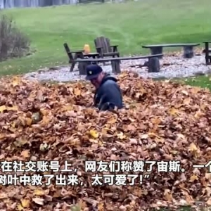 看到主人跳进落叶堆 美国一只“爱操心”的狗子冲进去将主人救出