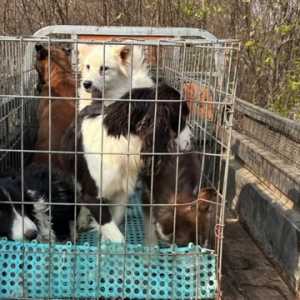 “我拼命活着却再也见不到妈妈”逛平顶山周末市场，惊现扎心一幕