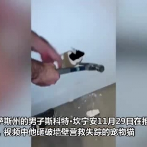 美国男子砸破租住房子的墙壁 救出被困在墙里的宠物猫