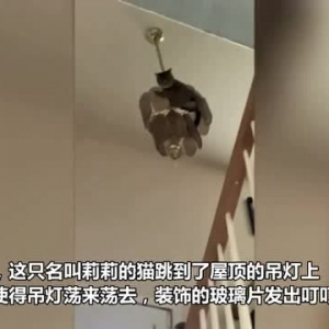美国一只猫跳上吊灯上荡来荡去 导致玻璃掉落差点砸中主人