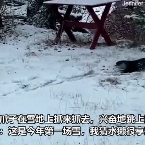 可爱！美国女子拍下一只水獭下雪后从湖里出来在雪地里嬉戏