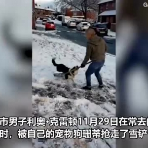 英国男子清理人行道积雪时被宠物狗强行抢走雪铲