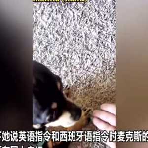 美国一女子发现领养的小狗听不懂英语指令却能听懂西班牙语