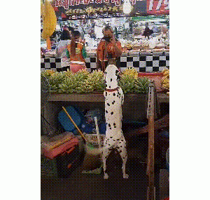 男子不顾家人反对救爱犬，却意外带来好运，狗狗“卖水果”受欢迎