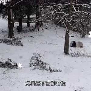 午FUN｜是时候展示真正的技术了！动物滑雪有多厉害？