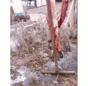 狗狗尸骨挂在路边售卖，男子指着一只摇尾巴的金毛说：肉多少钱？