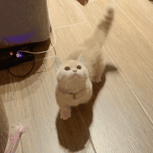 猫咪为了吃，有多“心机”？