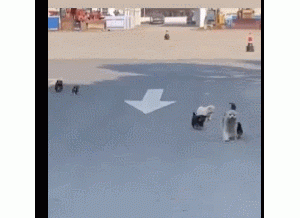 260万点赞的流浪狗小白现在怎么样了