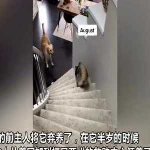 加拿大德牧宝宝因患病而难以走路 主人拍下其学下楼梯全程